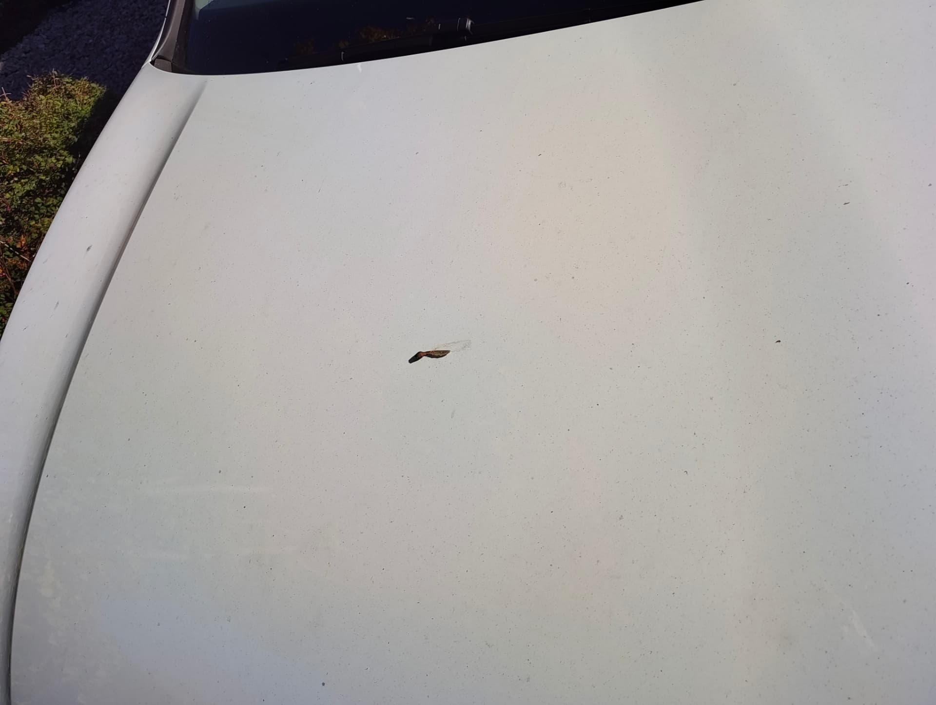 Golf bonnet with leaf debris and a layer of dust before decontamination